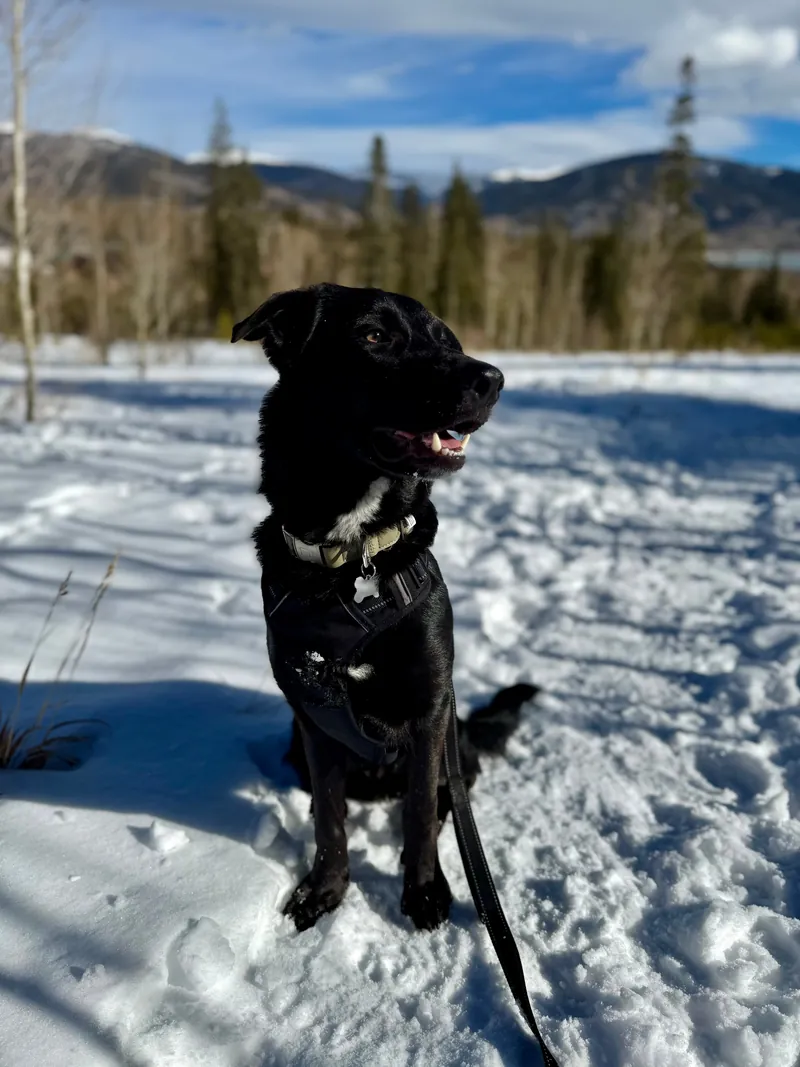 Itachi, a black Lab-Collie mix